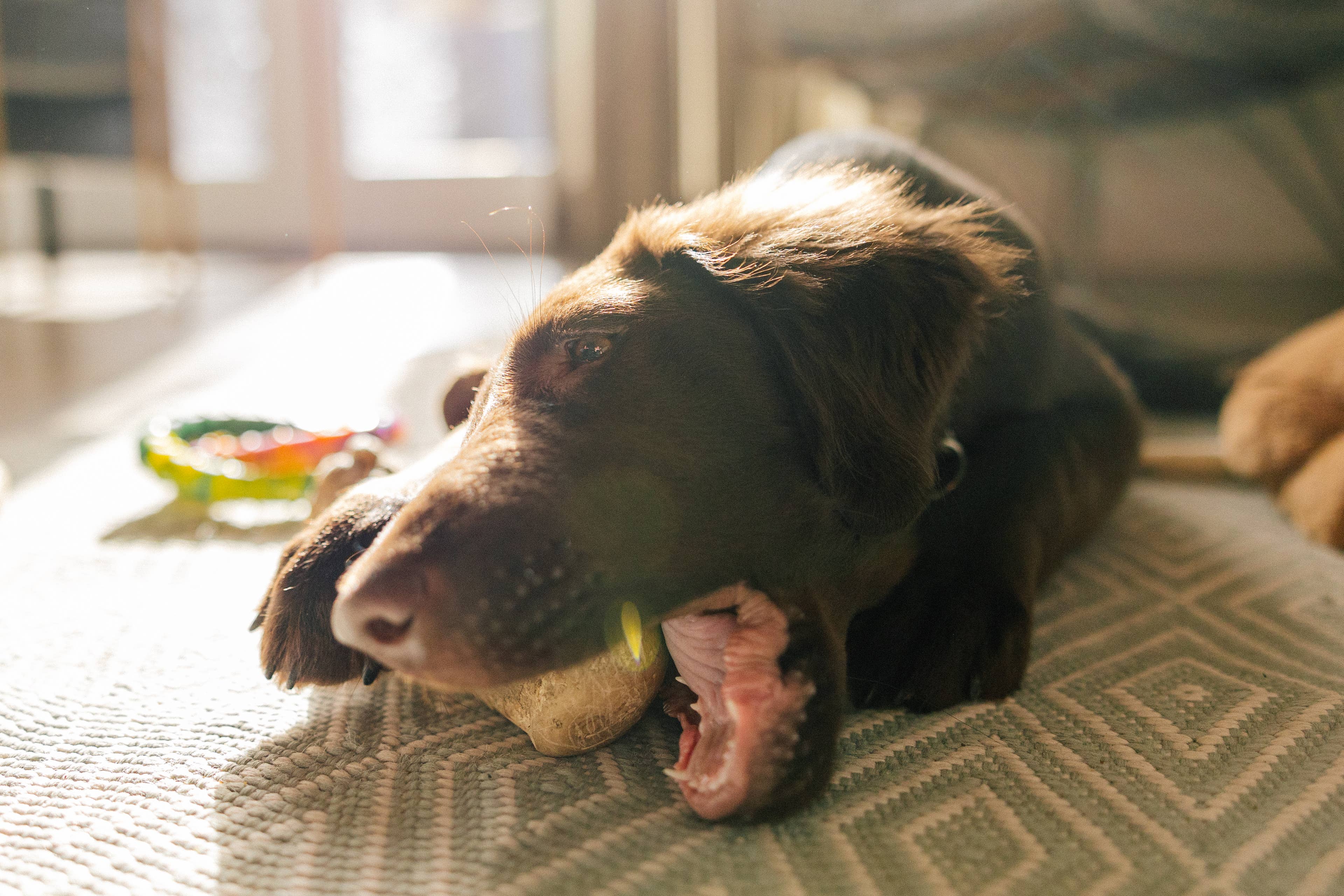 Discover why dogs prefer eating treats on carpets: instincts and ...