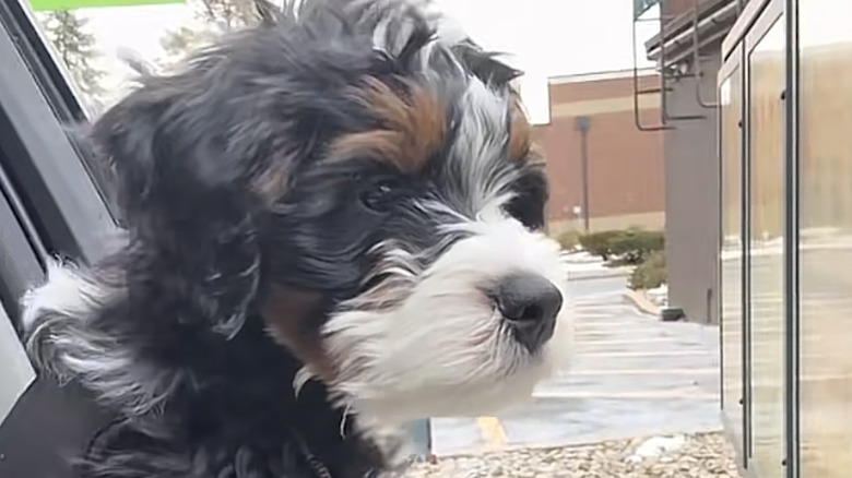 Bernedoodle puppy wastes no time stirring up trouble in his new forever ...
