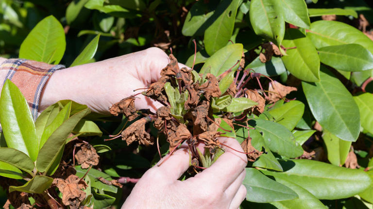 Easier than pluck-pulling: The Amazon tool that makes deadheading ...