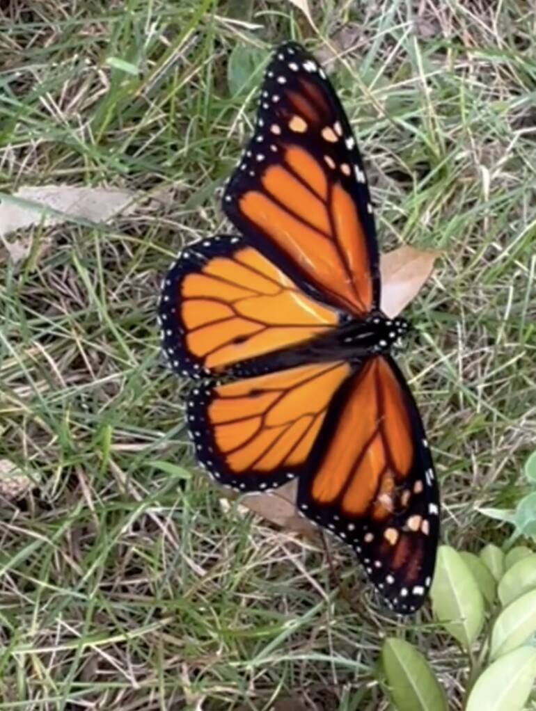Artist spots butterfly who can't fly — and reaches for art supplies to ...