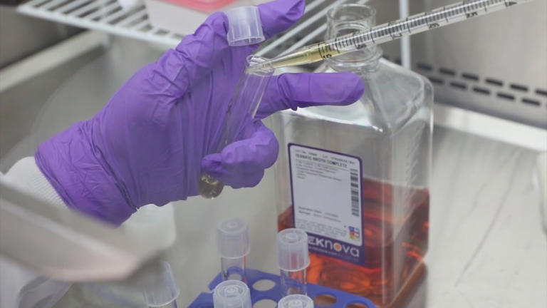 How mRNA vaccines could help the immune system fight cancer cells