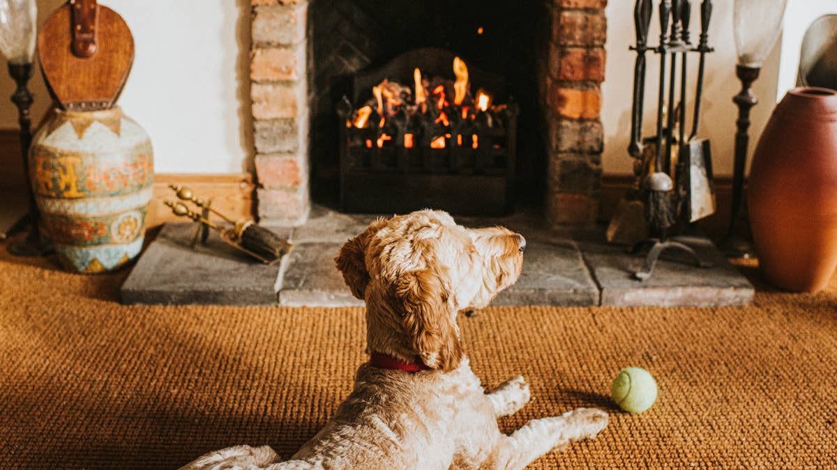 Veterinarians warn dog owners about a surprisingly common fall hazard ...
