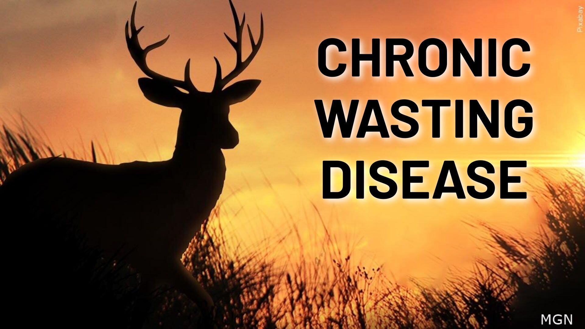 Taylor County deer farm tested positive for CWD