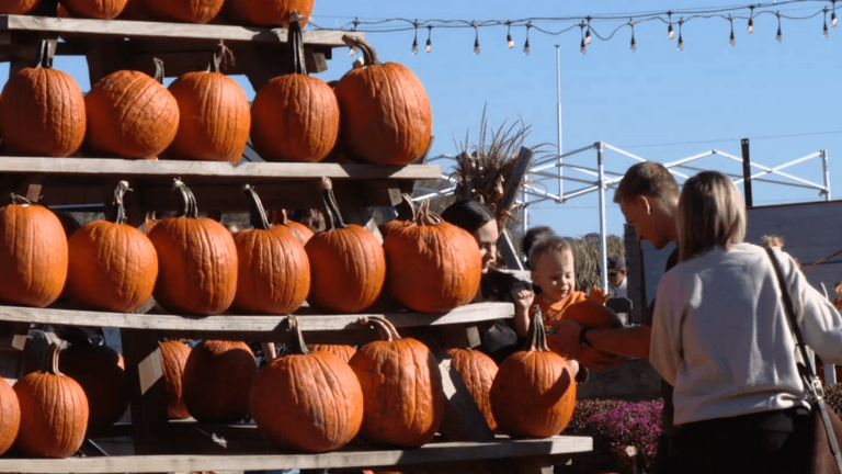Dry, hot season cuts pumpkin supply, but farm fun keeps rolling all ...
