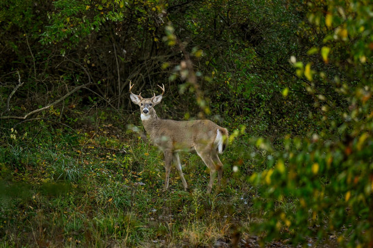 Officials find chronic wasting disease in Hillsdale County. What is it?