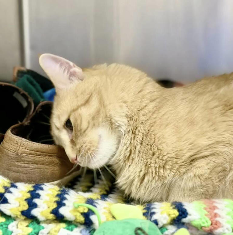 Shelter cat comforts himself by burying face in his old owner's shoes