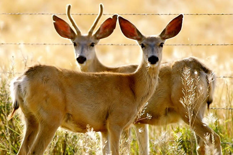 Updated: Saskatchewan government reinstates chronic wasting disease ...