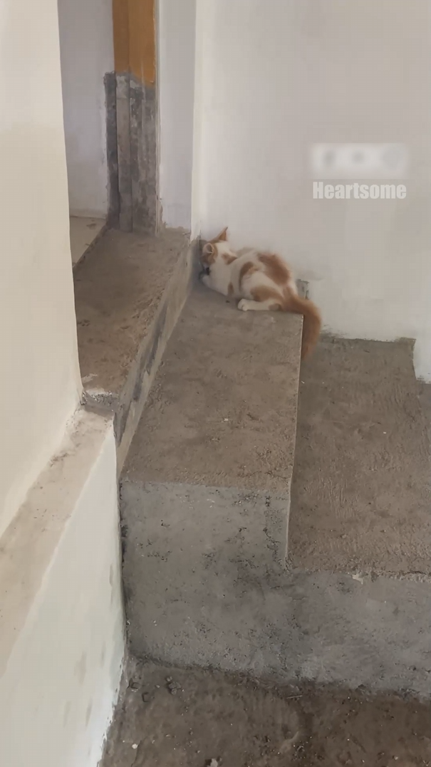 An energetic cat chases a mouse around the house in a classic game of ...