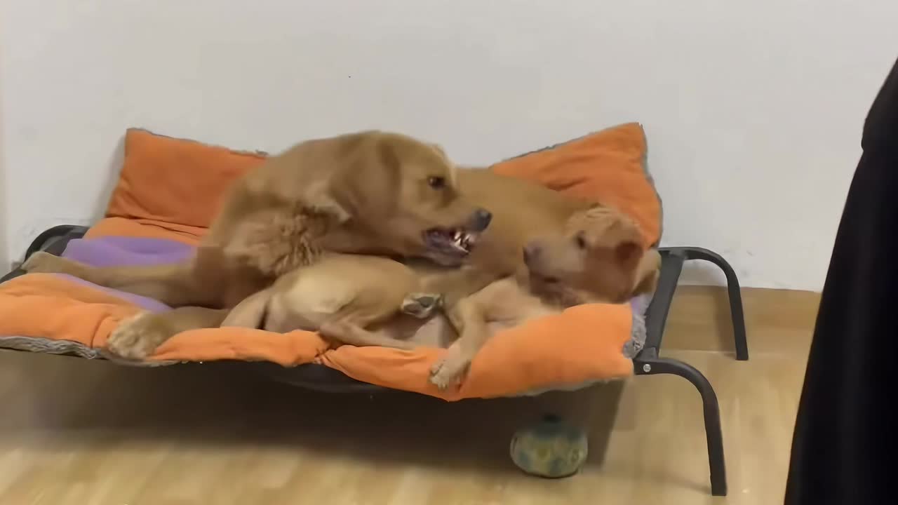 Two dogs engage in a playful tussle over space on a dog bed in ...