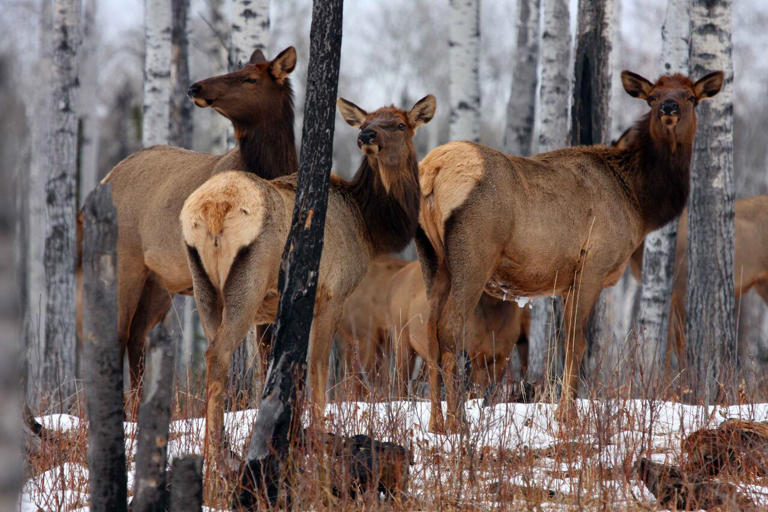'We made a mistake,' Saskatchewan says, reinstating chronic wasting ...