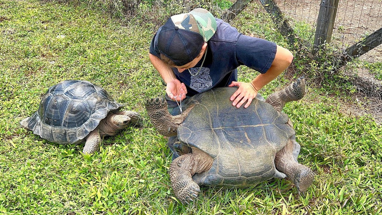 Removing giant ticks from my tortoises!