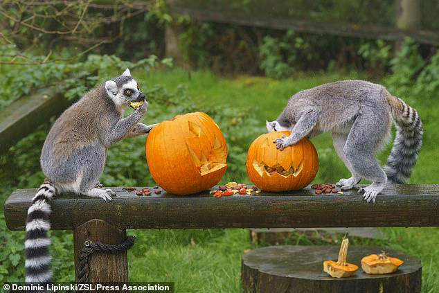 Spooky snacks! Animals at UK zoo enjoy carving (eating) pumpkins for ...