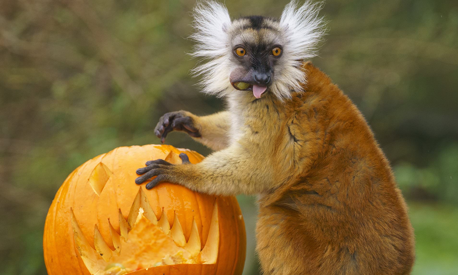 Spooky snacks! Animals at UK zoo enjoy carving (eating) pumpkins for ...