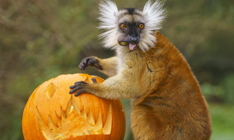 Spooky snacks! Animals at UK zoo enjoy carving (eating) pumpkins for ...