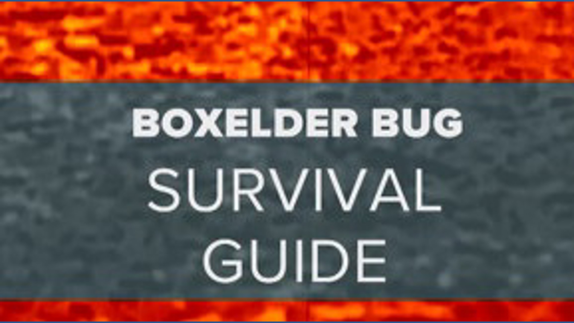 Boxelder bug survival guide