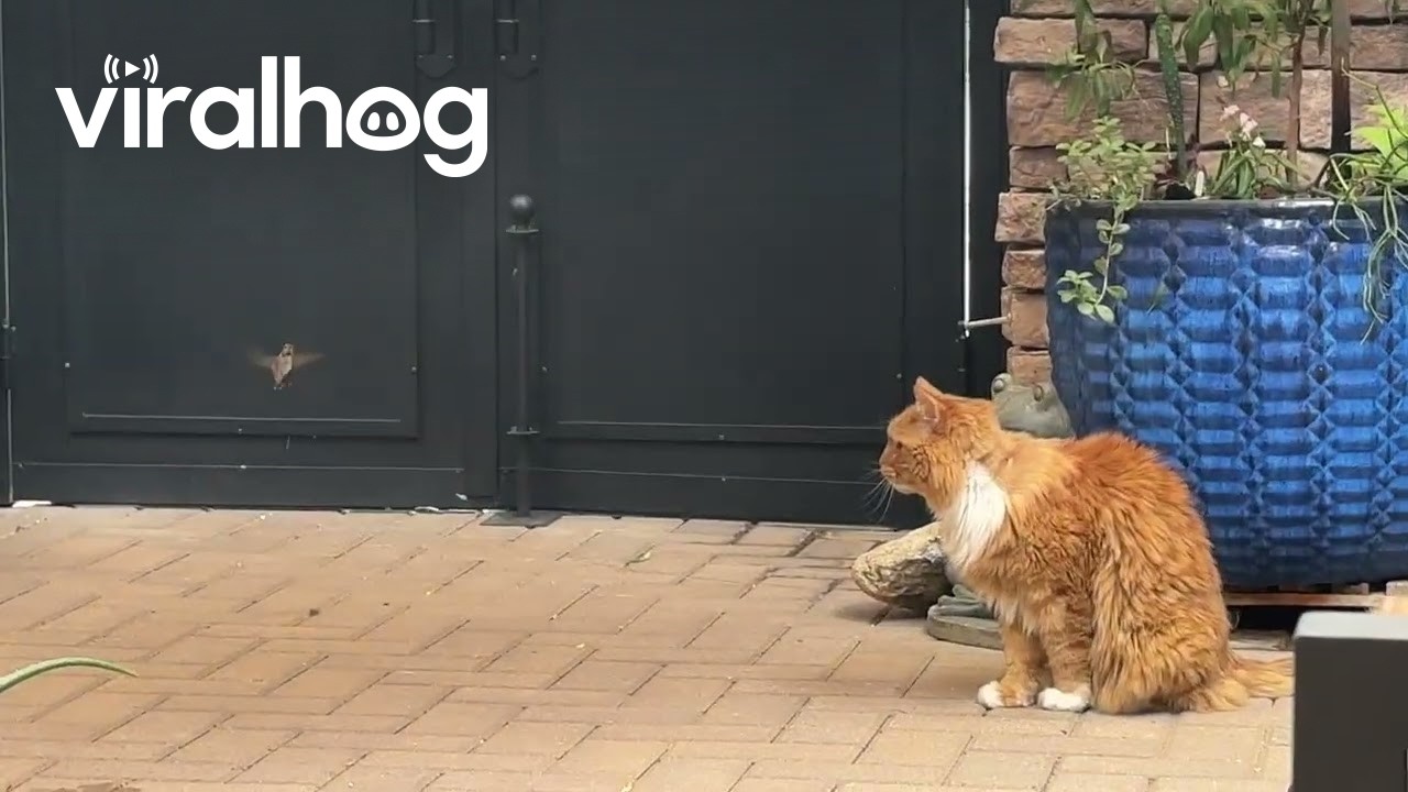 Brave hummingbird hilariously taunts a scared cat