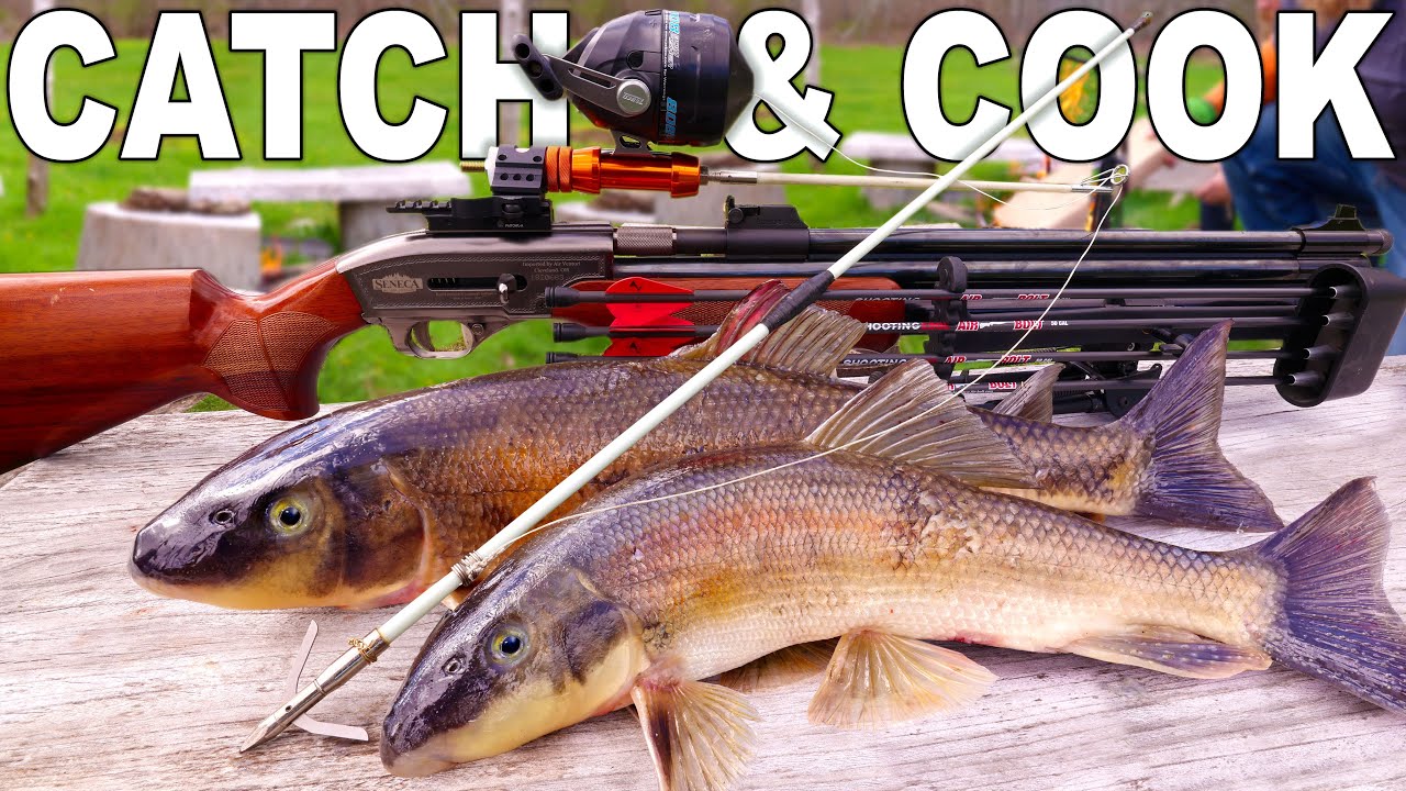 Air rifle bow fishing rigged to catch and cook suckers! Big bore 50 cal ...