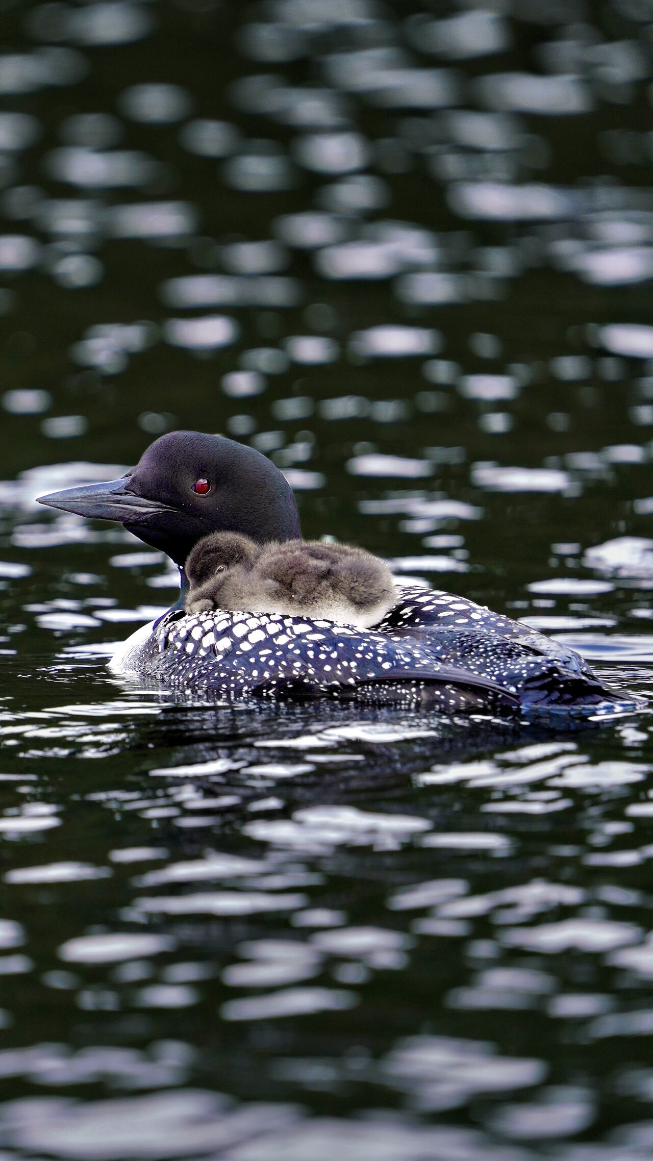 The haunting call of Canada's common loon is becoming less common amid ...