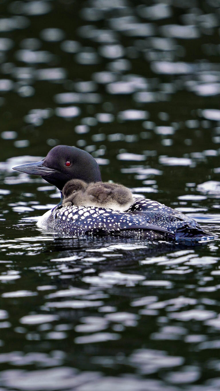 The haunting call of Canada's common loon is becoming less common amid ...
