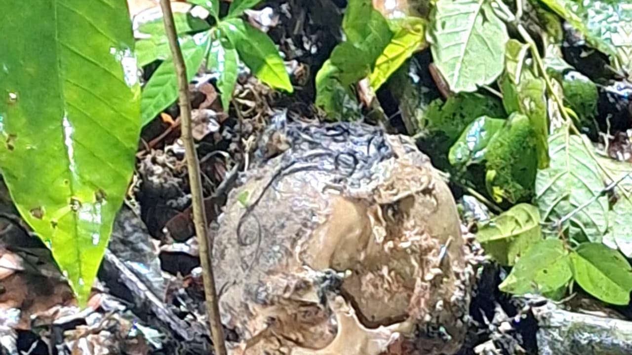 Alappuzha: Human skull, bones found in rubber estate! Read details