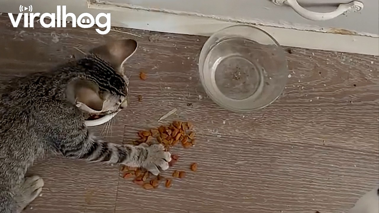 Greedy kitten refuses to share with anyone