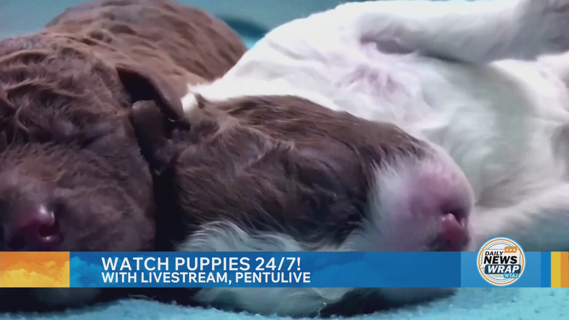 Daily news wrap: 24/7 puppies livestream