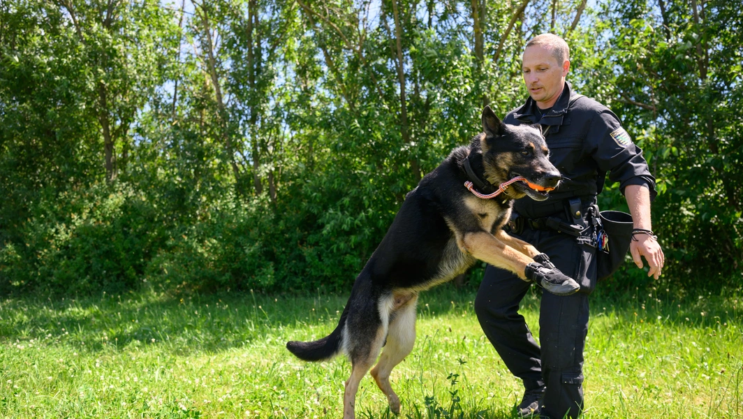 13 loyal and protective dog breeds