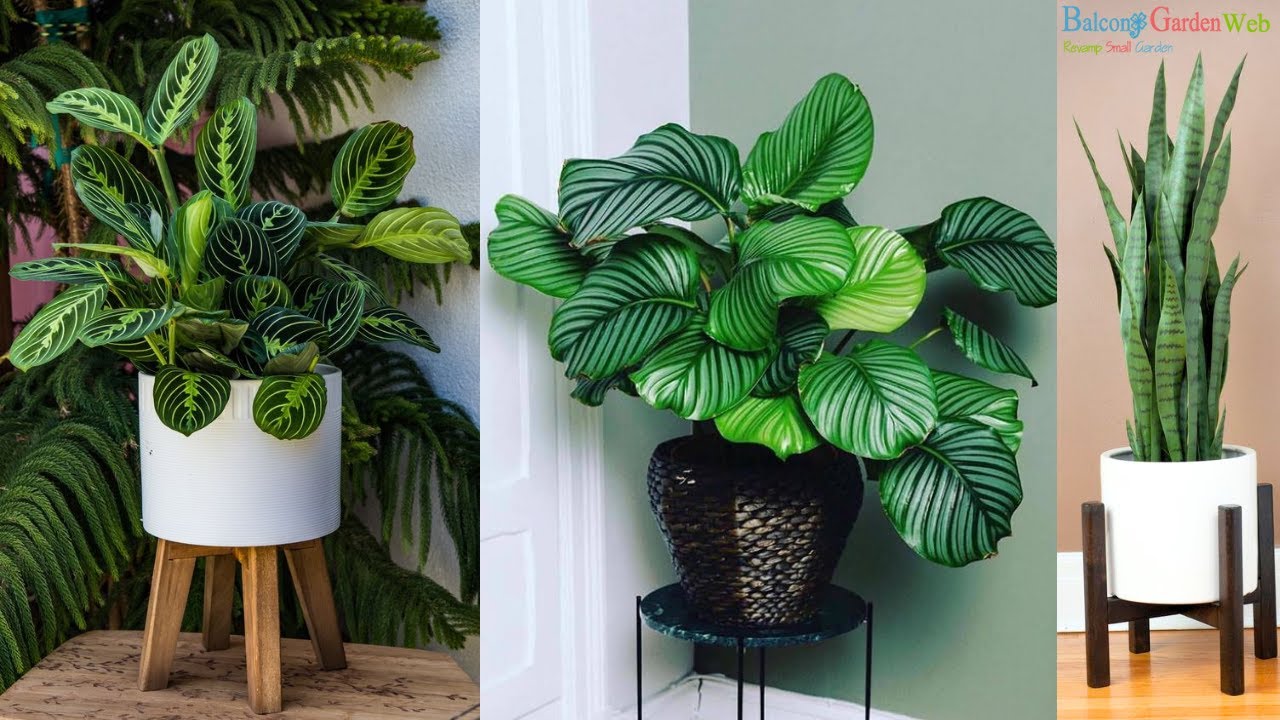 These gorgeous houseplants make shady rooms feel more inviting
