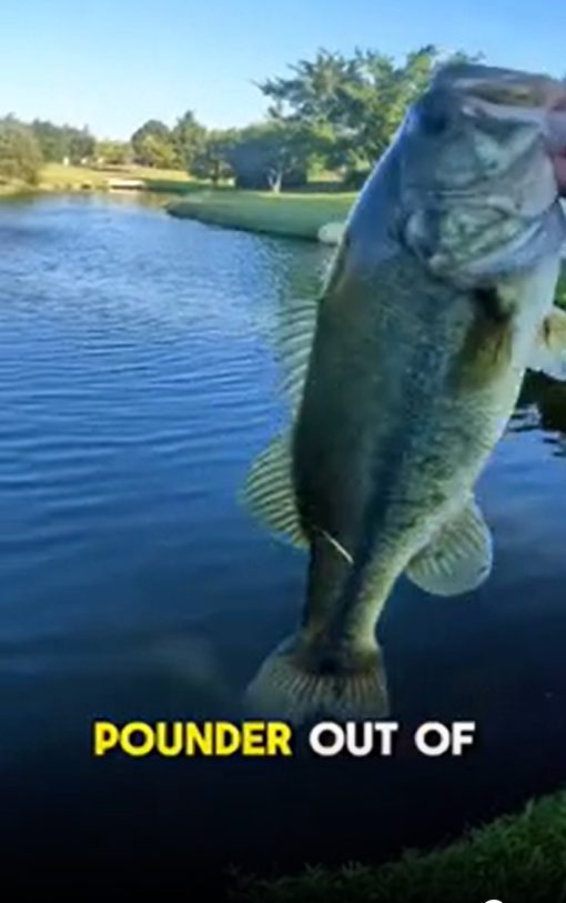 This lure is underrated! This crankbait will catch you tons of fish!
