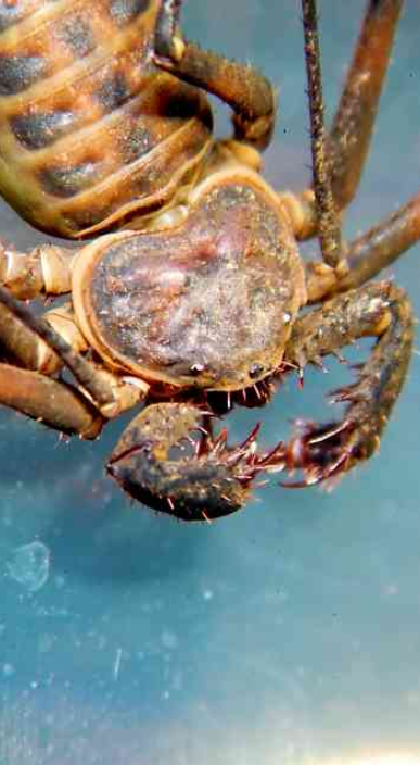 Strange creature with crab claws, spider legs, and whips
