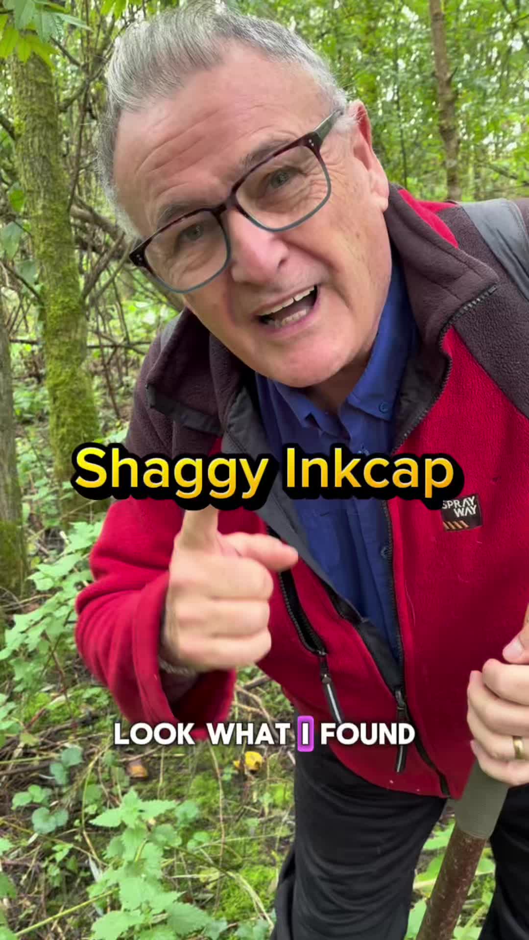 Discover the shaggy ink cap and its amazing life cycle