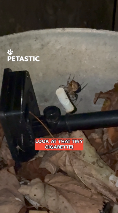 Unexpected encounter: Spider discards cigarette when spotted