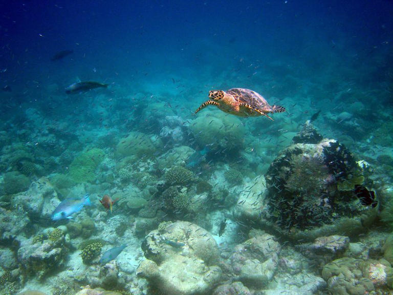 Birds can help coral reefs grow faster. Here’s how