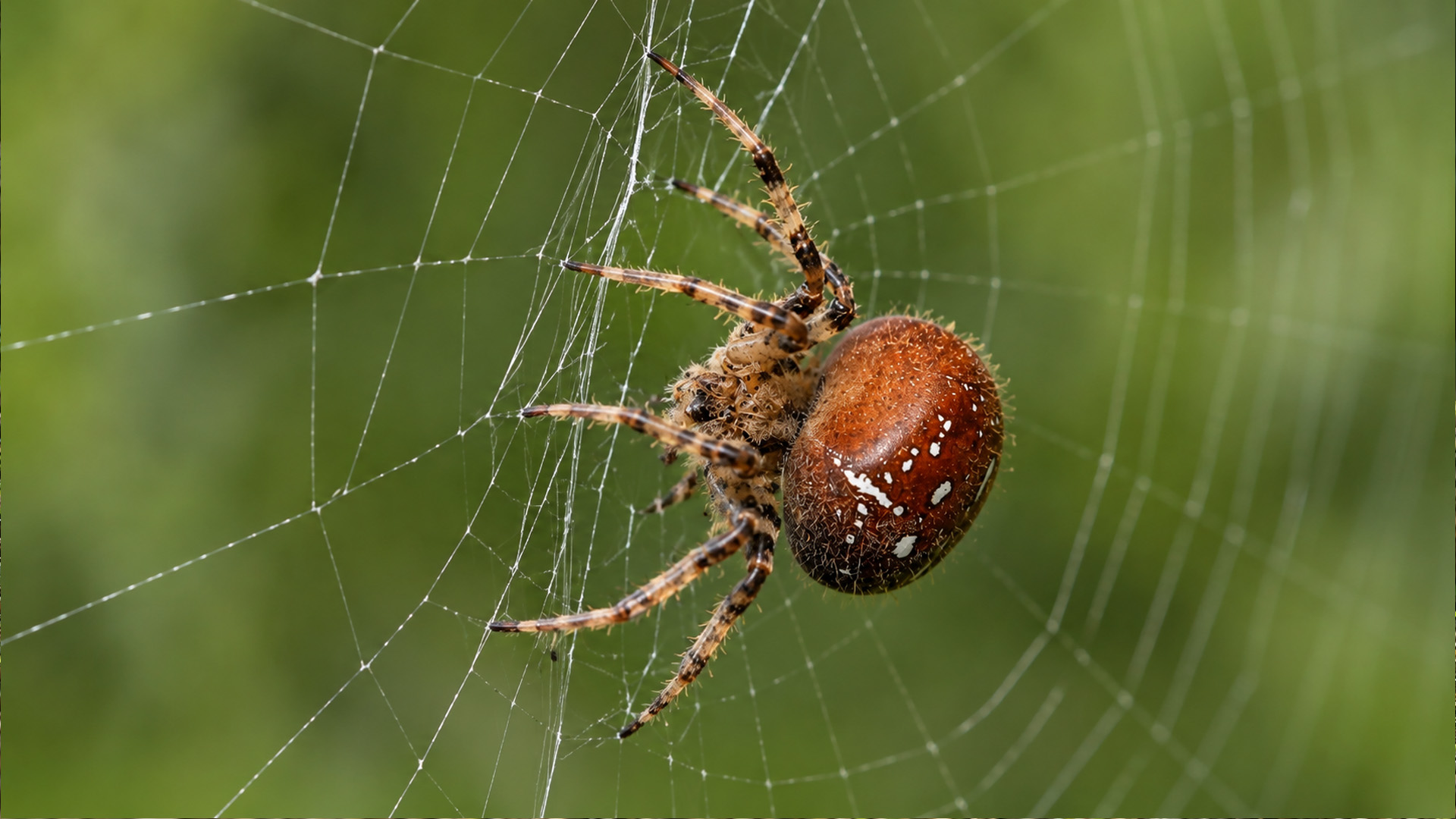 Hidden among the threads was the spider responsible for this entire trap