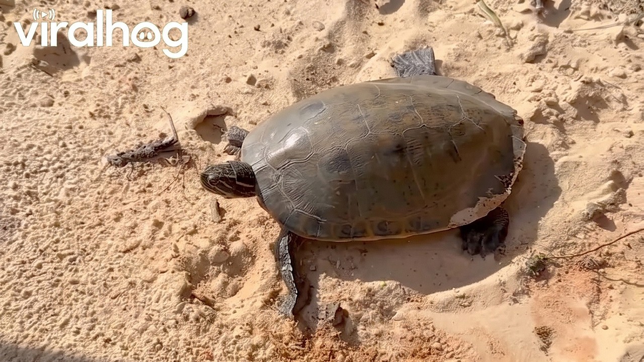 Kind fisherman rescues upside-down turtle