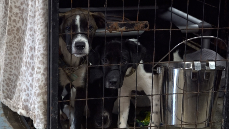 Local animal shelters warn chronic overcrowding could force closures