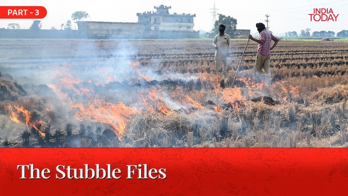 From fire to fuel to mushrooms: Can India turn burning straw into a ...