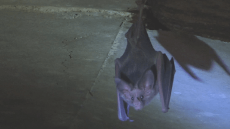 Bat bites prompt rabies warning in Baldwin County