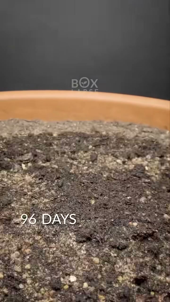 462 days in 60 seconds