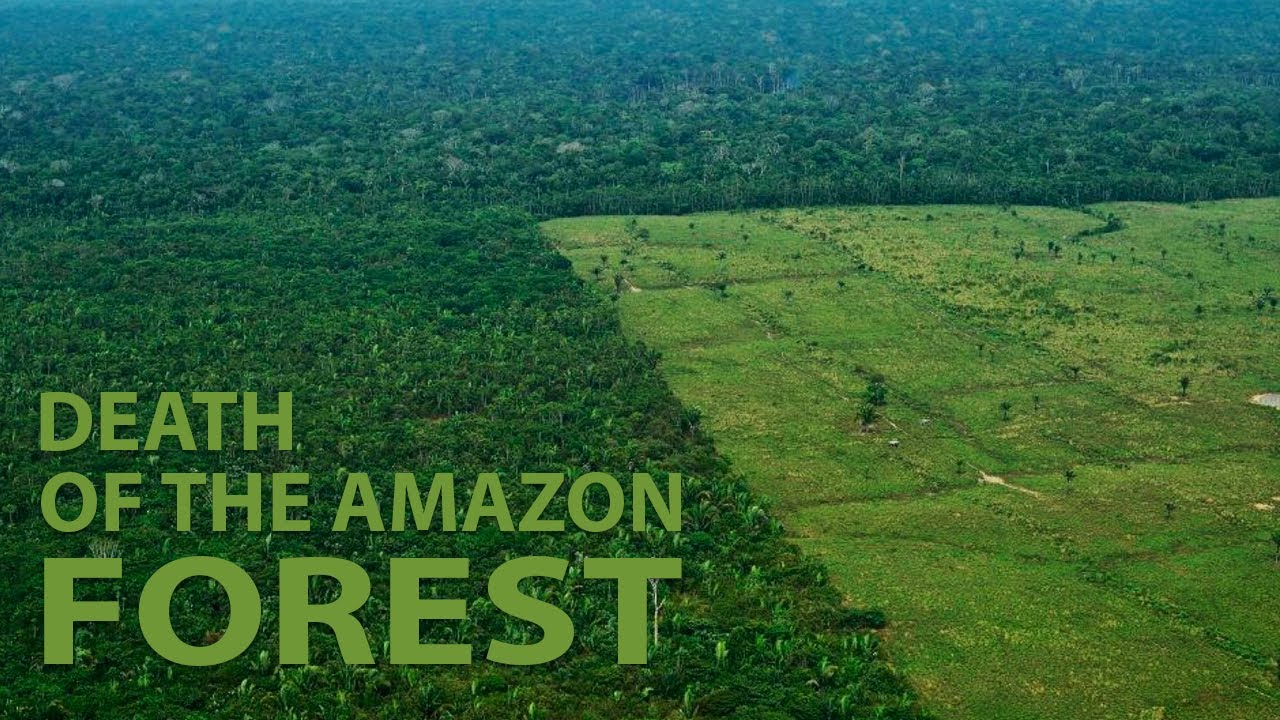 Amazon rainforest in peril: The untold story of deforestation and ...