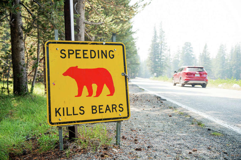 Bear collisions are at a 10-year high in Yosemite National Park