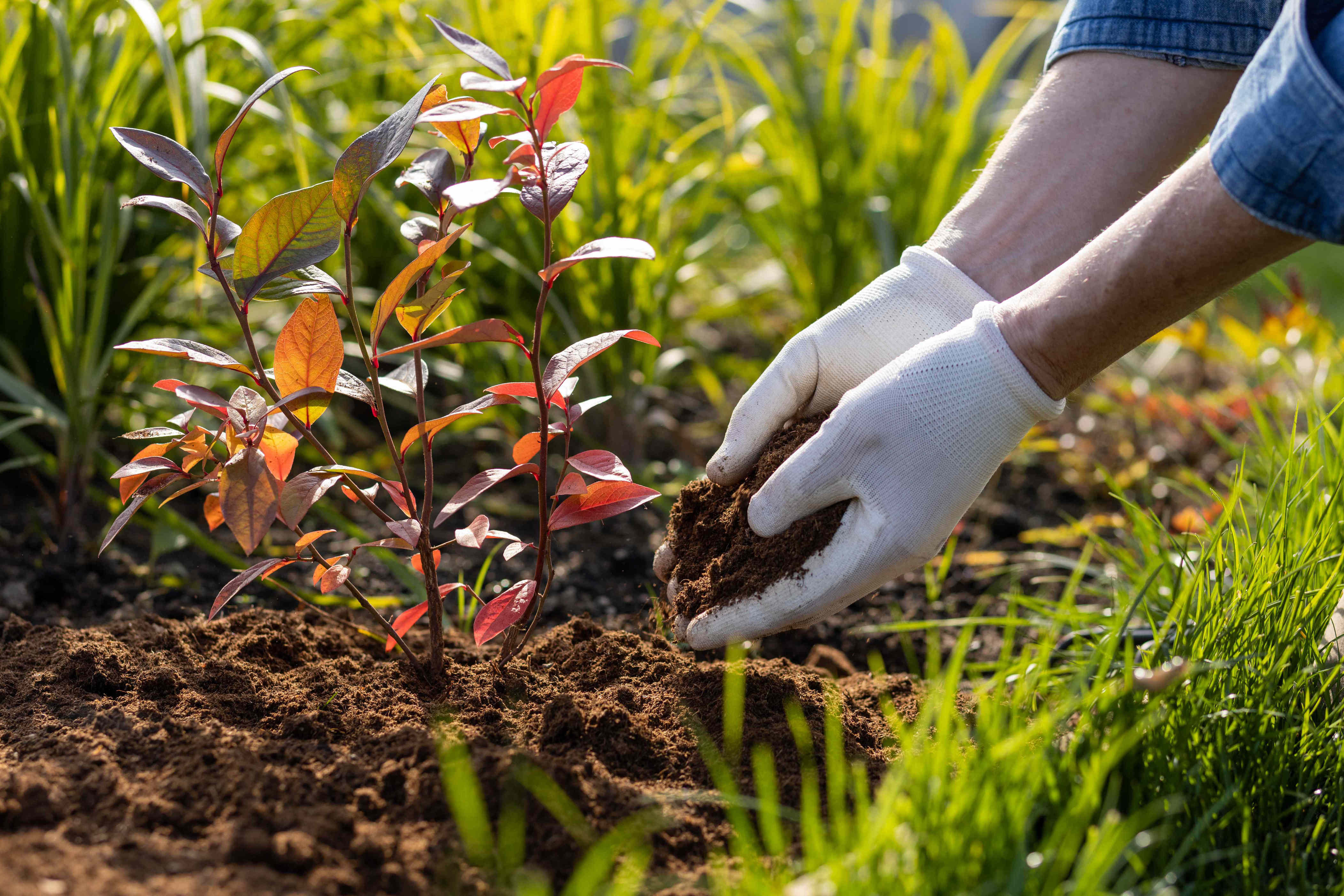 Is mulching in the fall a waste of money? We asked a gardening pro, and ...