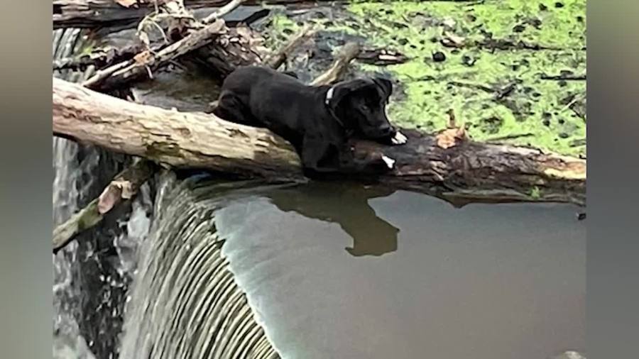 Dog found clinging to log near Elyria waterfalls rescued by first responders