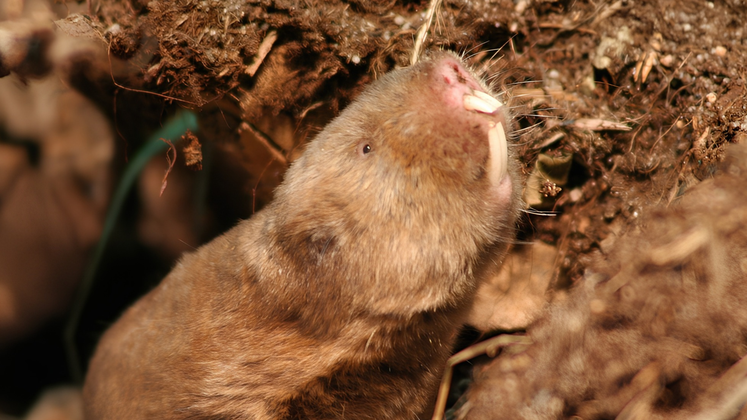 Mole rats get stressed when Earth's magnetic field vanishes, study suggests