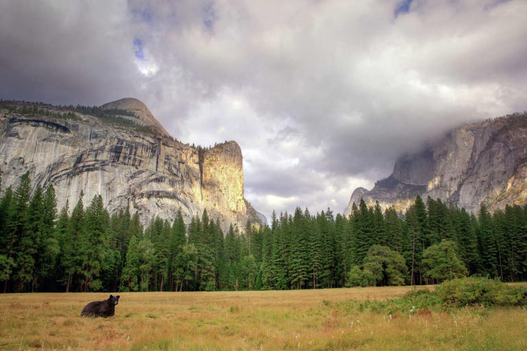 Bear collisions are at a 10-year high in Yosemite National Park