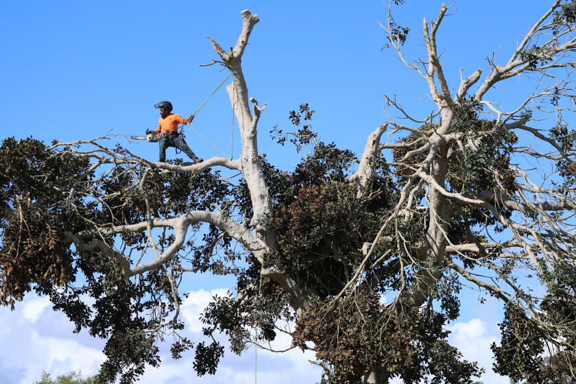 Violent winds hit San Clemente just days after destructive wildfire, powerful waves