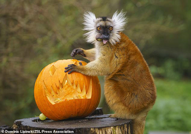Spooky snacks! Animals at UK zoo enjoy carving (eating) pumpkins for ...