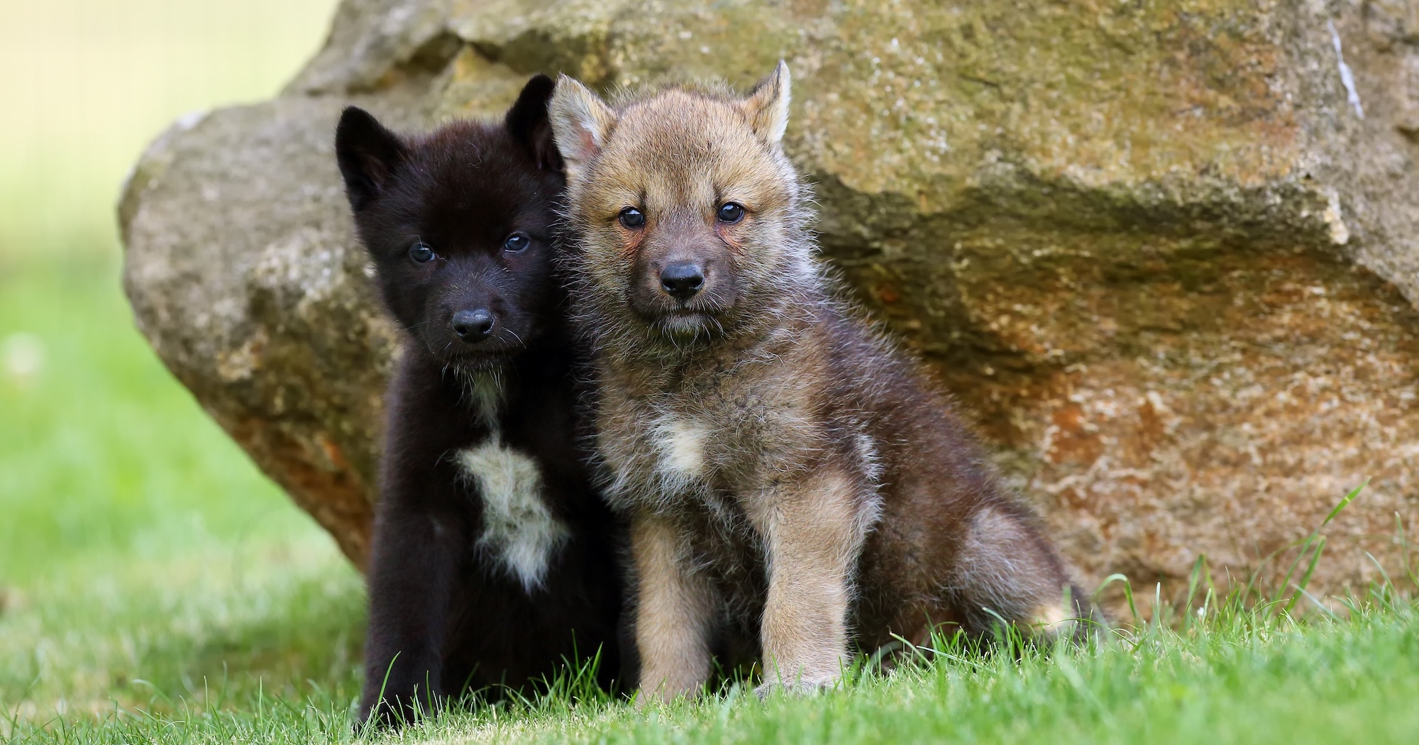 From zero to 70: California's gray wolves make a comeback