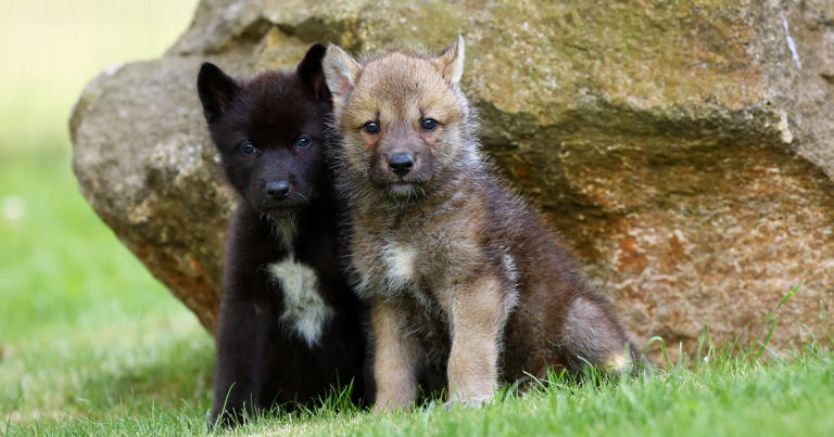 From zero to 70: California's gray wolves make a comeback