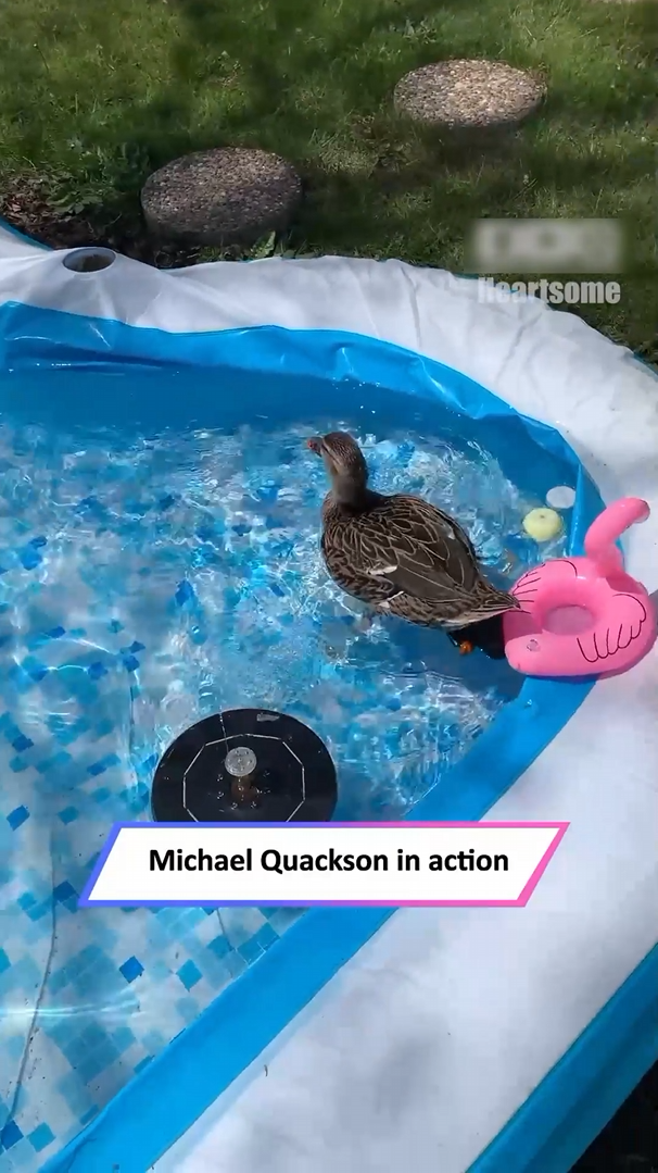 A rescued duck surprises onlookers by swimming backward in an unusual ...